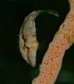   juvie leafy file fish checking coral lunch  